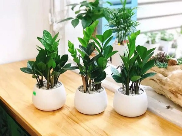 tuoi-mau-thin-nen-dat-gi-tren-ban-lam-viec